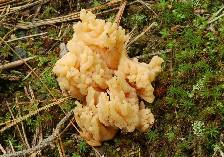 Ramaria.